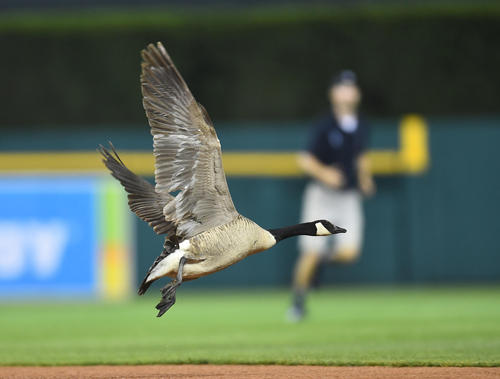 タイガース対エンゼルス　６回表、試合が再開され、グランドキーパーに追いかけられる鳥（撮影・菅敏）