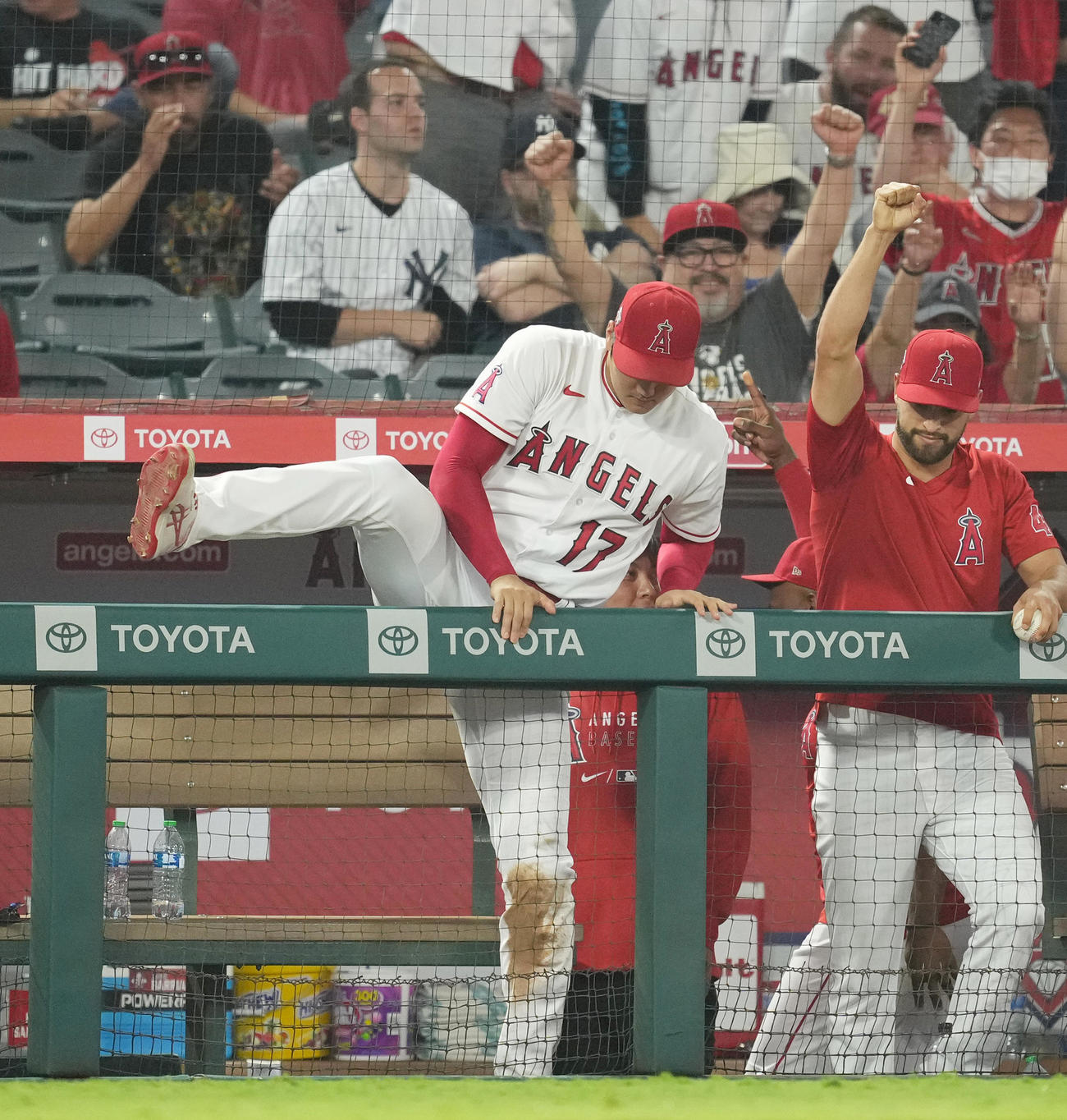 ヤンキースに勝利し、フェンスを乗り越えフィールドに向かうエンゼルス大谷（撮影・菅敏）