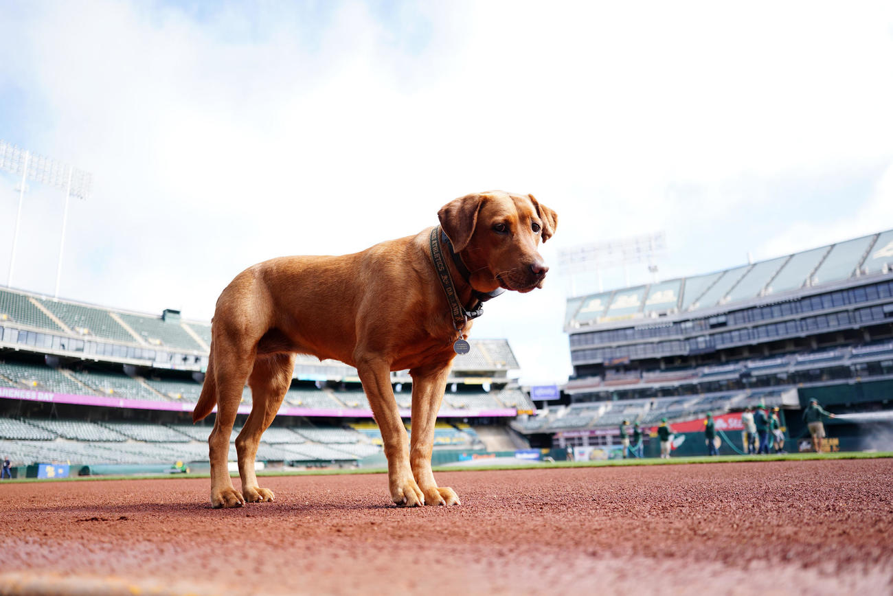 アスレチックス対エンゼルス　試合前、グラウンドを歩くイヌの「リーバ」（撮影・江口和貴）