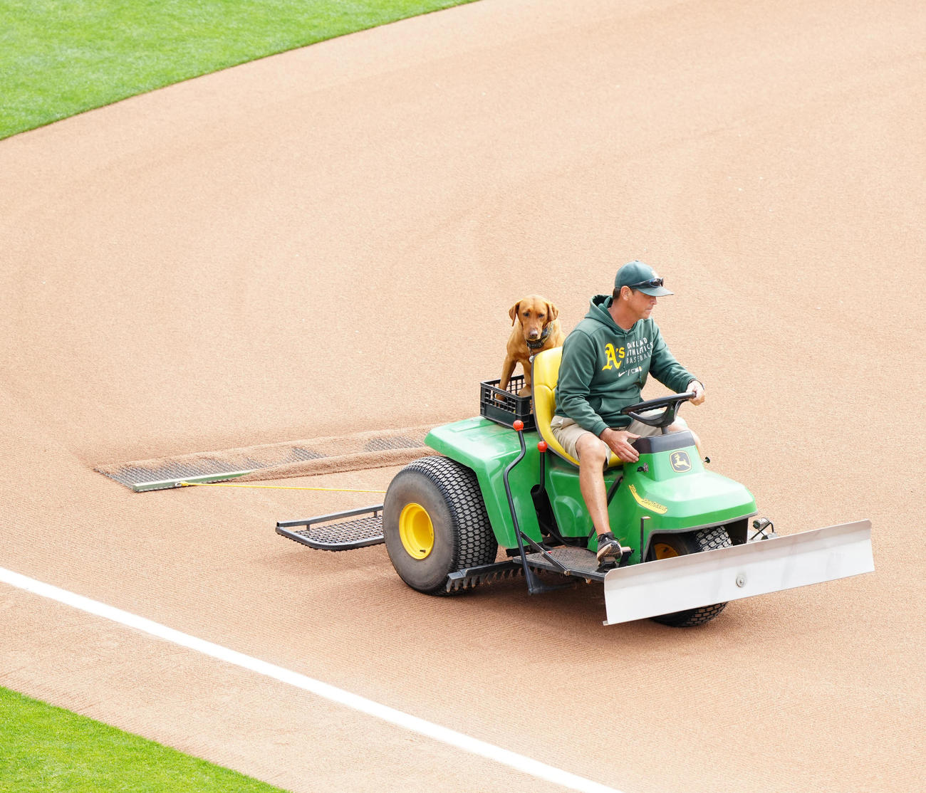アスレチックス対エンゼルス　試合前、グラウンド整備の車に乗るイヌの「リーバ」（撮影・江口和貴）