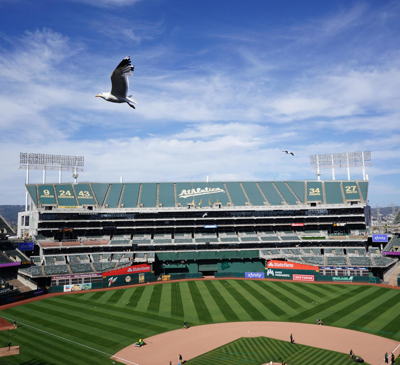 アスレチックス対エンゼルス　試合後、オークランドコロシアムを飛来するカモメ（撮影・江口和貴）