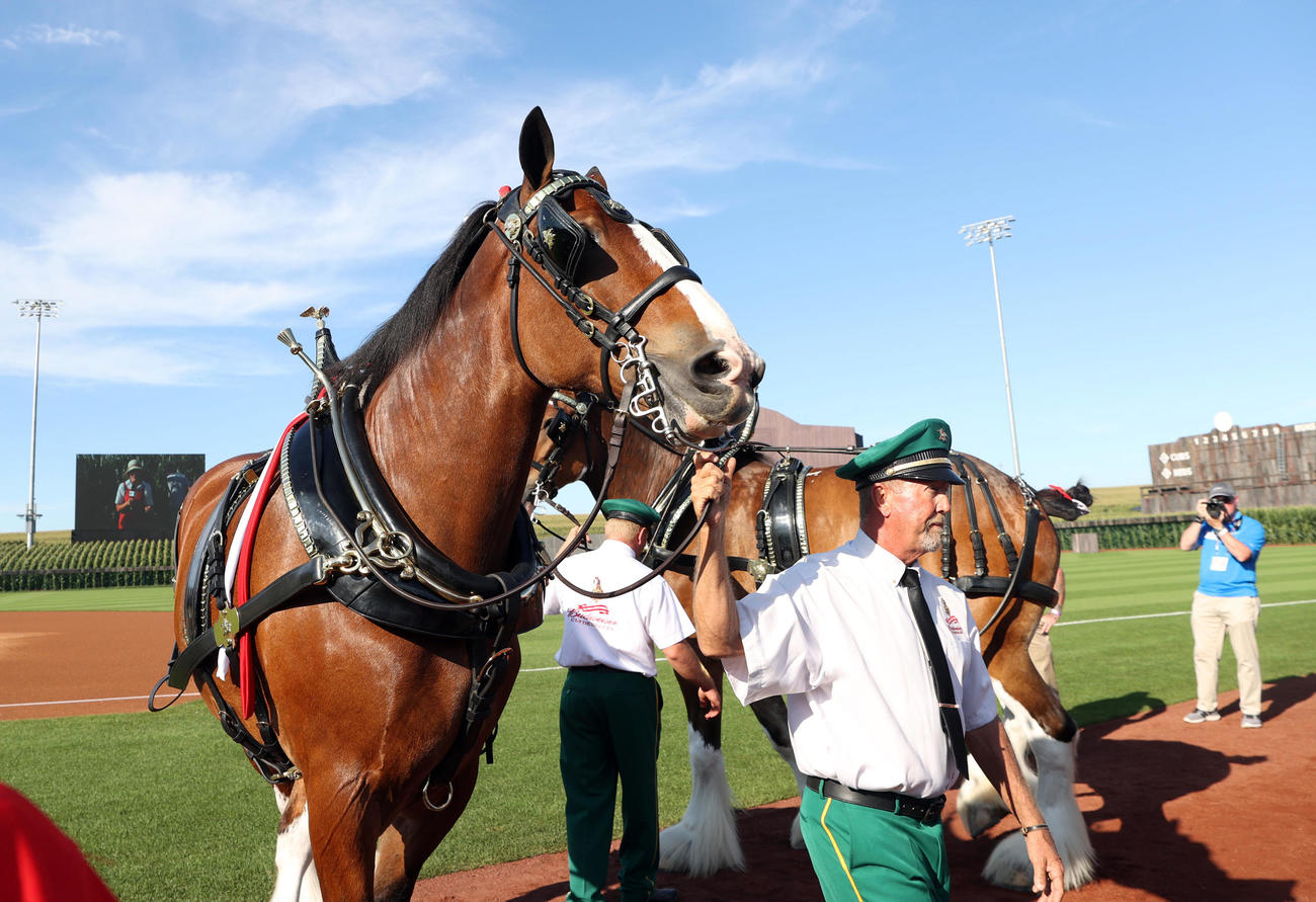 試合前にグラウンドに登場する馬車馬（撮影・狩俣裕三）