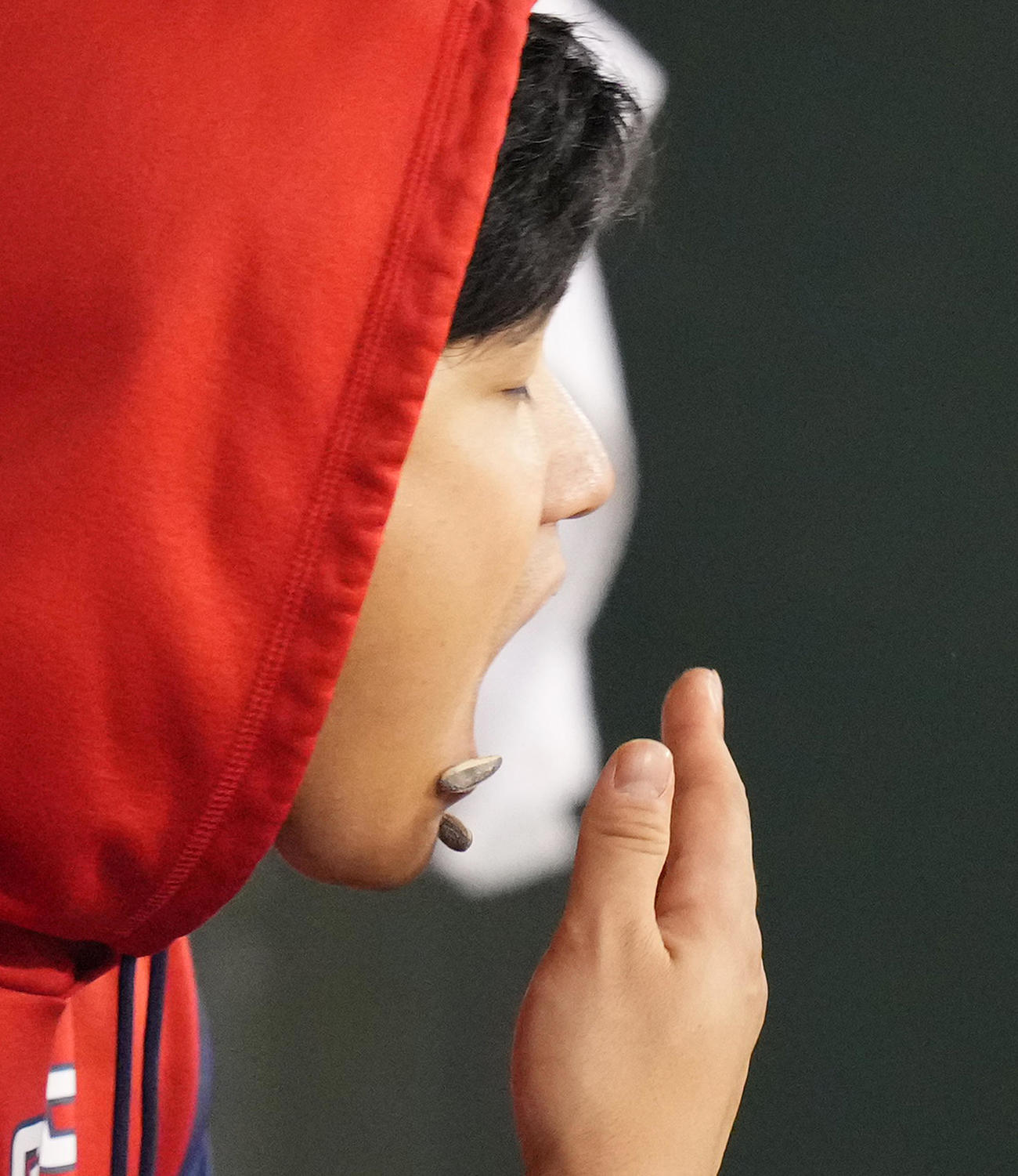 アスレチックス対エンゼルス　試合中、ベンチで大量のひまわりの種を口の中に投げ入れるも、2個を外す大谷（撮影・菅敏）