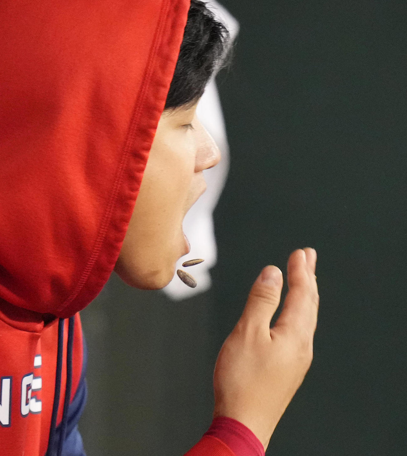 アスレチックス対エンゼルス　試合中、ベンチで大量のひまわりの種を口の中に投げ入れるも、2個を外す大谷（撮影・菅敏）