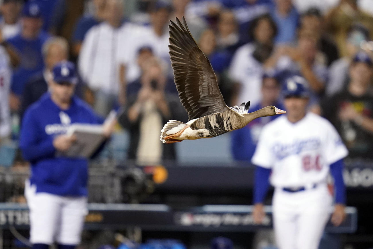 ドジャース－パドレス戦の8回、グラウンドに飛来した鳥（AP）