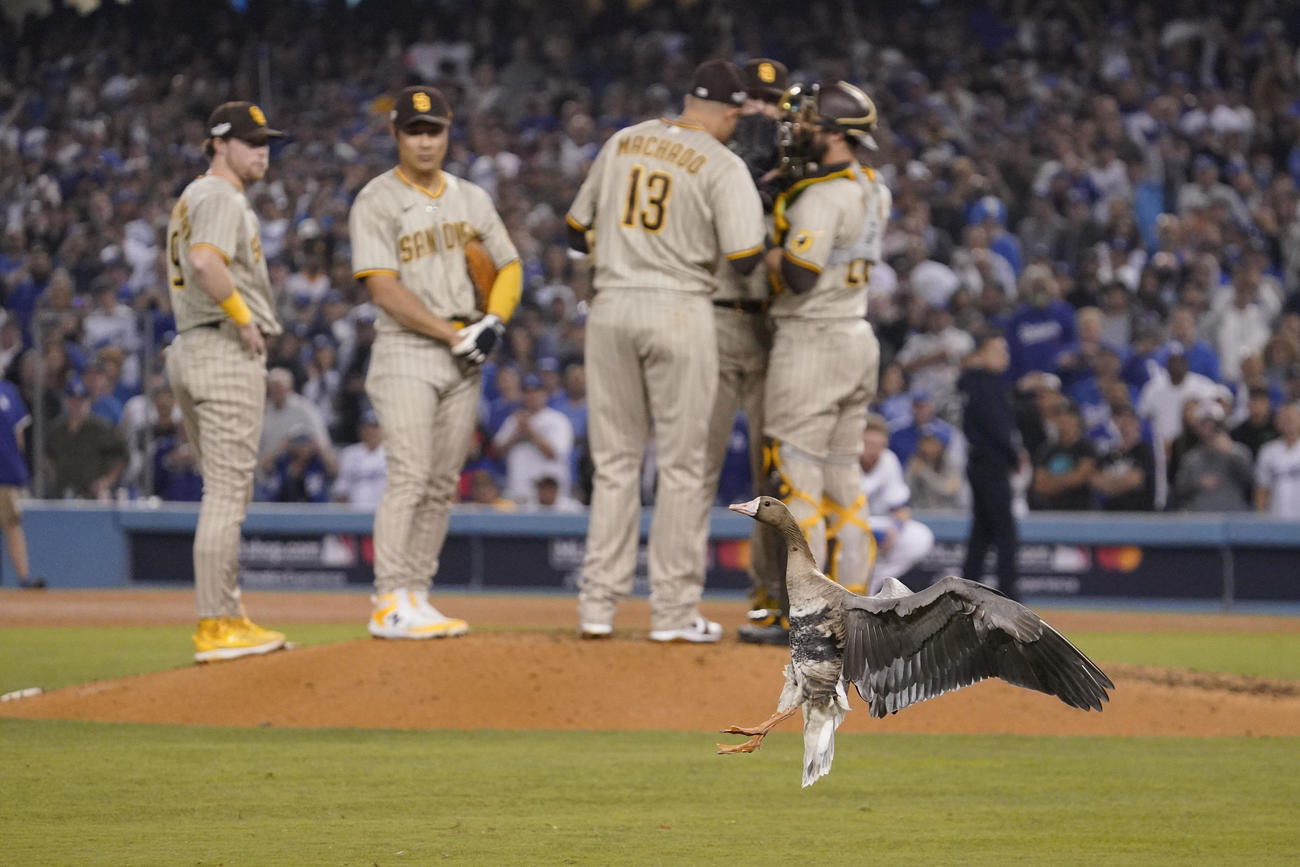 ドジャース－パドレス戦の8回、グラウンドに飛来した鳥（AP）