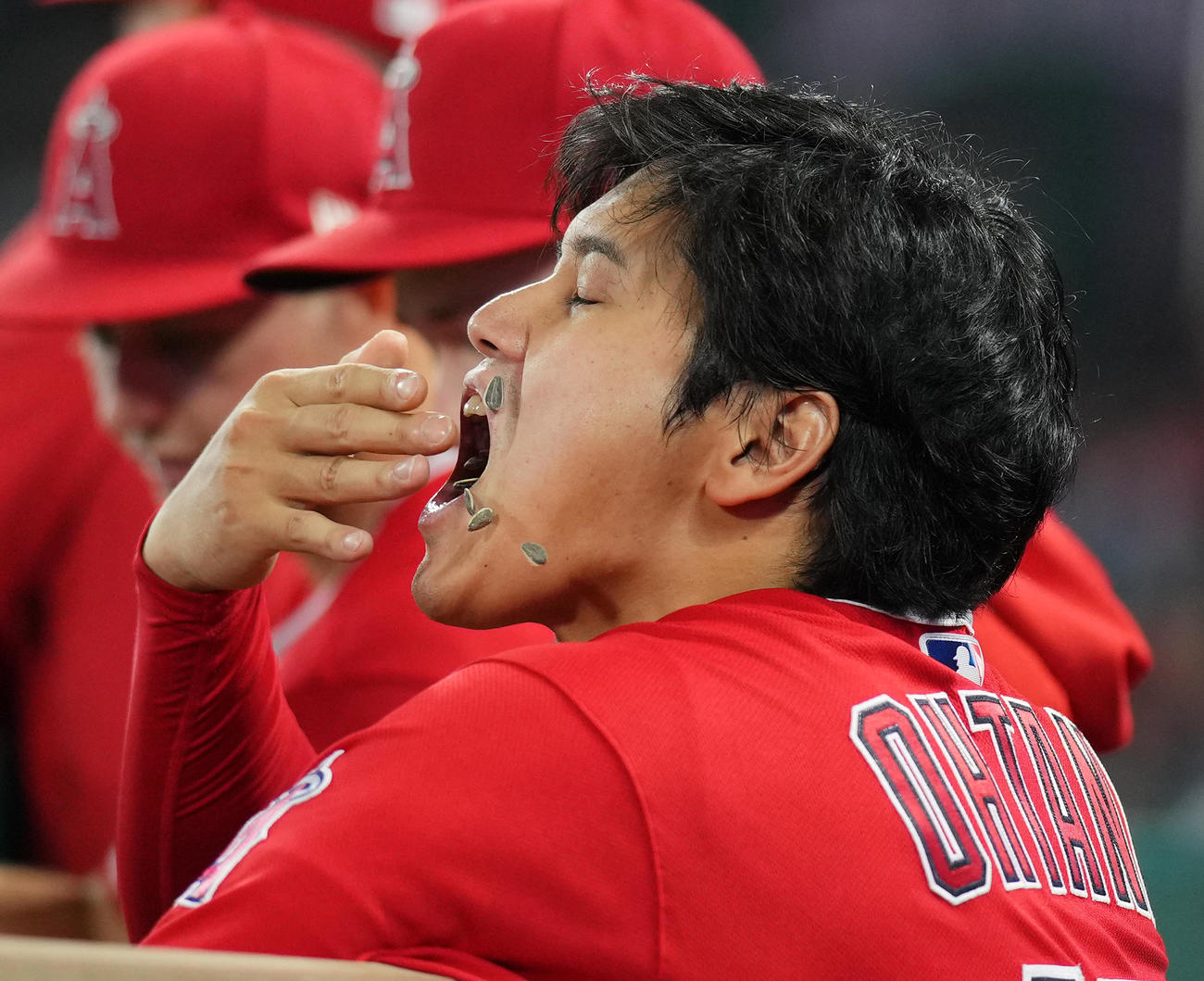 エンゼルス対アスレチックス　試合中、大きな口を開けひまわりの種を食べるエンゼルス大谷（撮影・菅敏）
