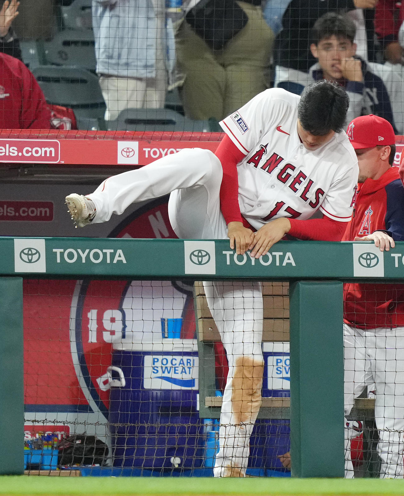 アスレチックスに勝利し、フェンスを乗り越えフィールドに向かうエンゼルス大谷（撮影・菅敏）