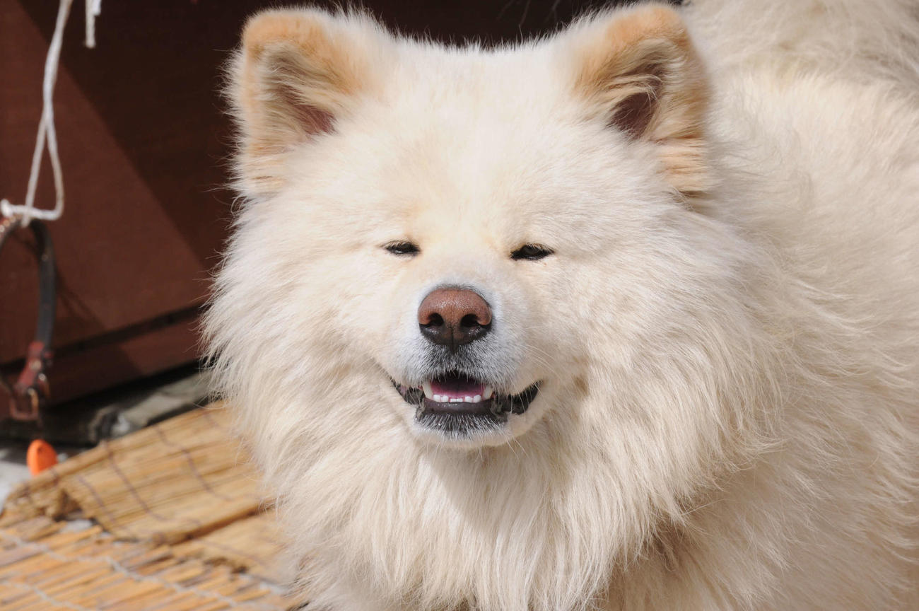 青森・鰺ケ沢町の名物犬として知られた「わさお」（2010年9月撮影）
