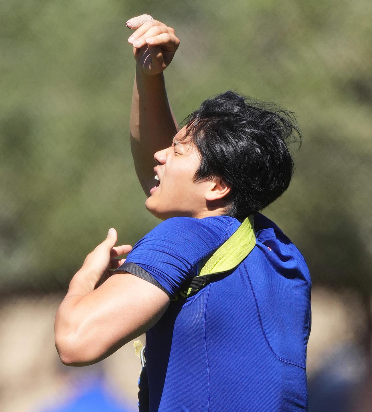 ベルトに絡まるドジャース大谷（撮影・菅敏）