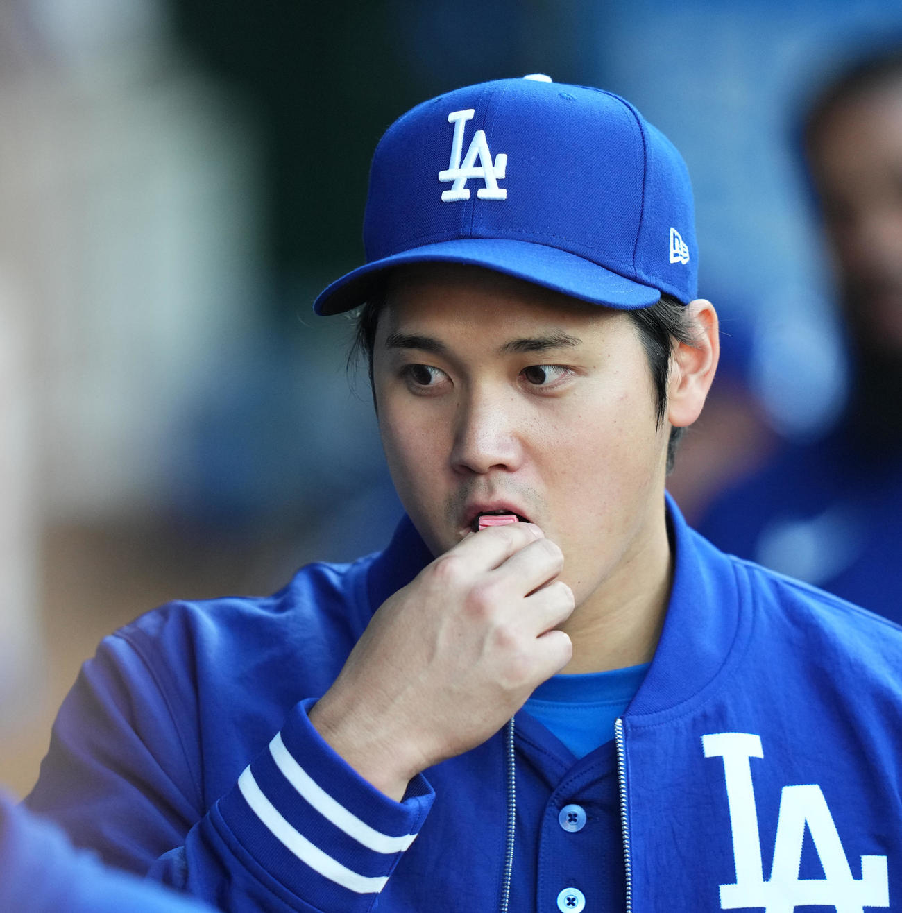 ンゼルス対ドジャース　試合前、ベンチでガムを口にするドジャース大谷（撮影・菅敏）