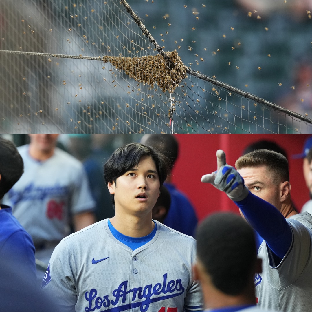 上の写真は、試合開始前にバックネットに群がる大量のハチ。下の写真は、ハチを見上げるドジャース大谷（左）（撮影・菅敏）