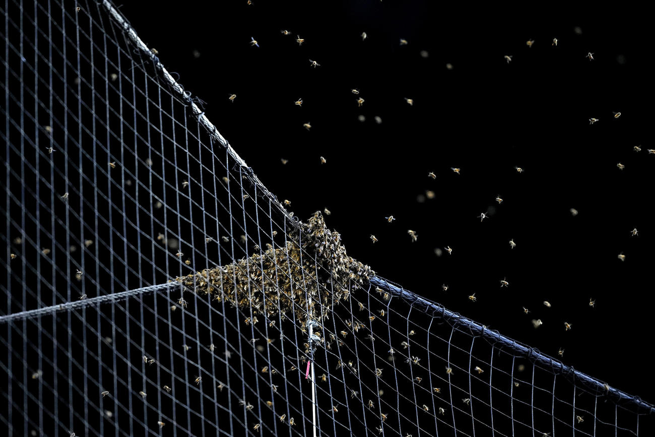 チェースフィールドに大量発生した蜂（AP）