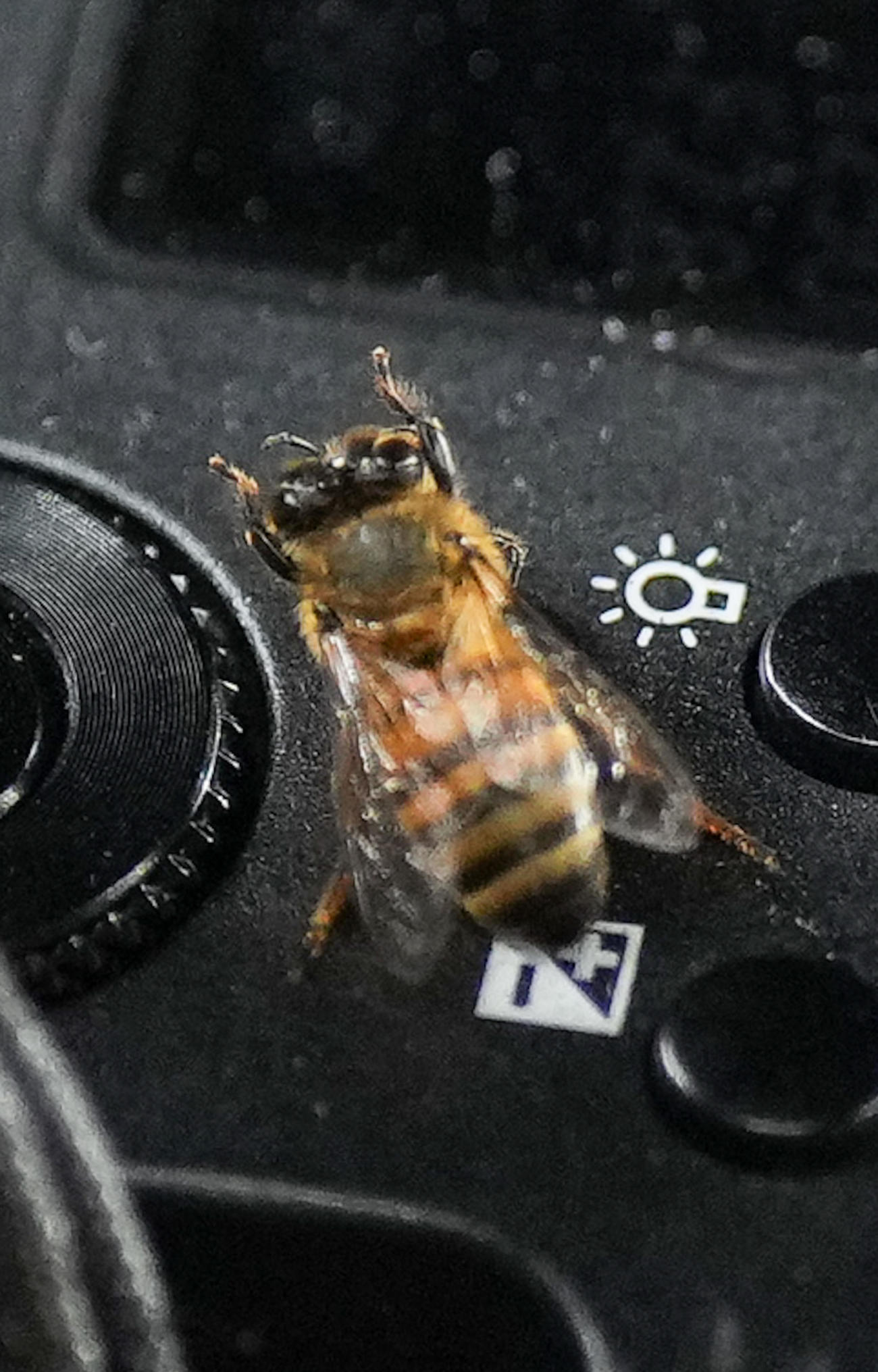 ダイヤモンドバックス対ドジャース　試合開始直前、地元カメラマンのカメラにとまったハチ（撮影・菅敏）