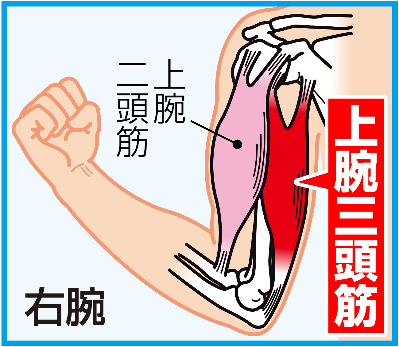 【イラスト】上腕三頭筋