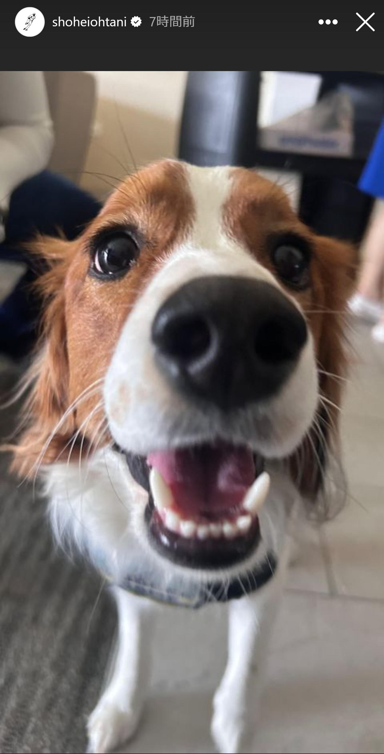 大谷の愛犬「デコピン」（大谷翔平のインスタグラムから）