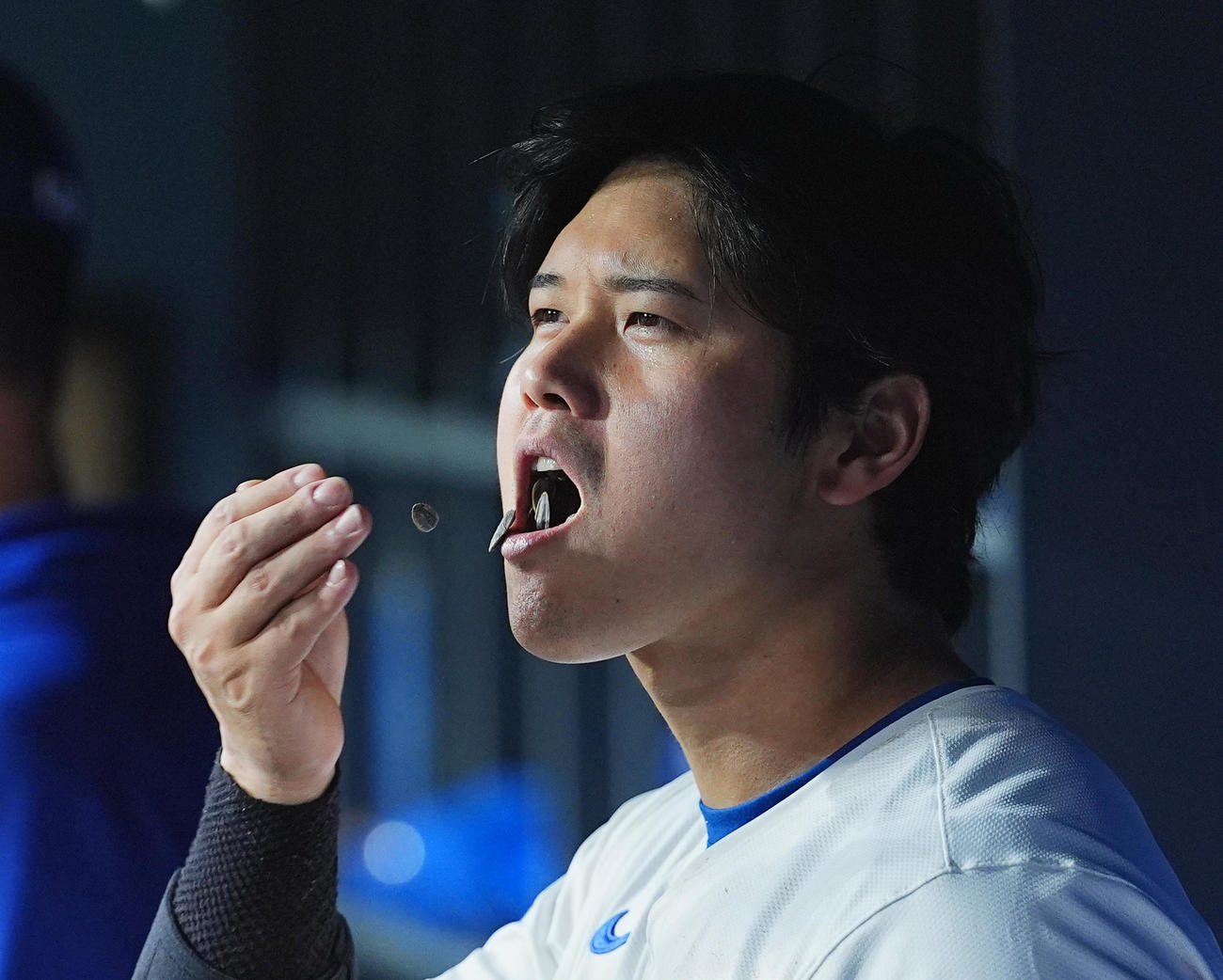 ドジャース対マリナーズ　試合中、ベンチでヒマワリの種を食べる大谷（撮影・菅敏）