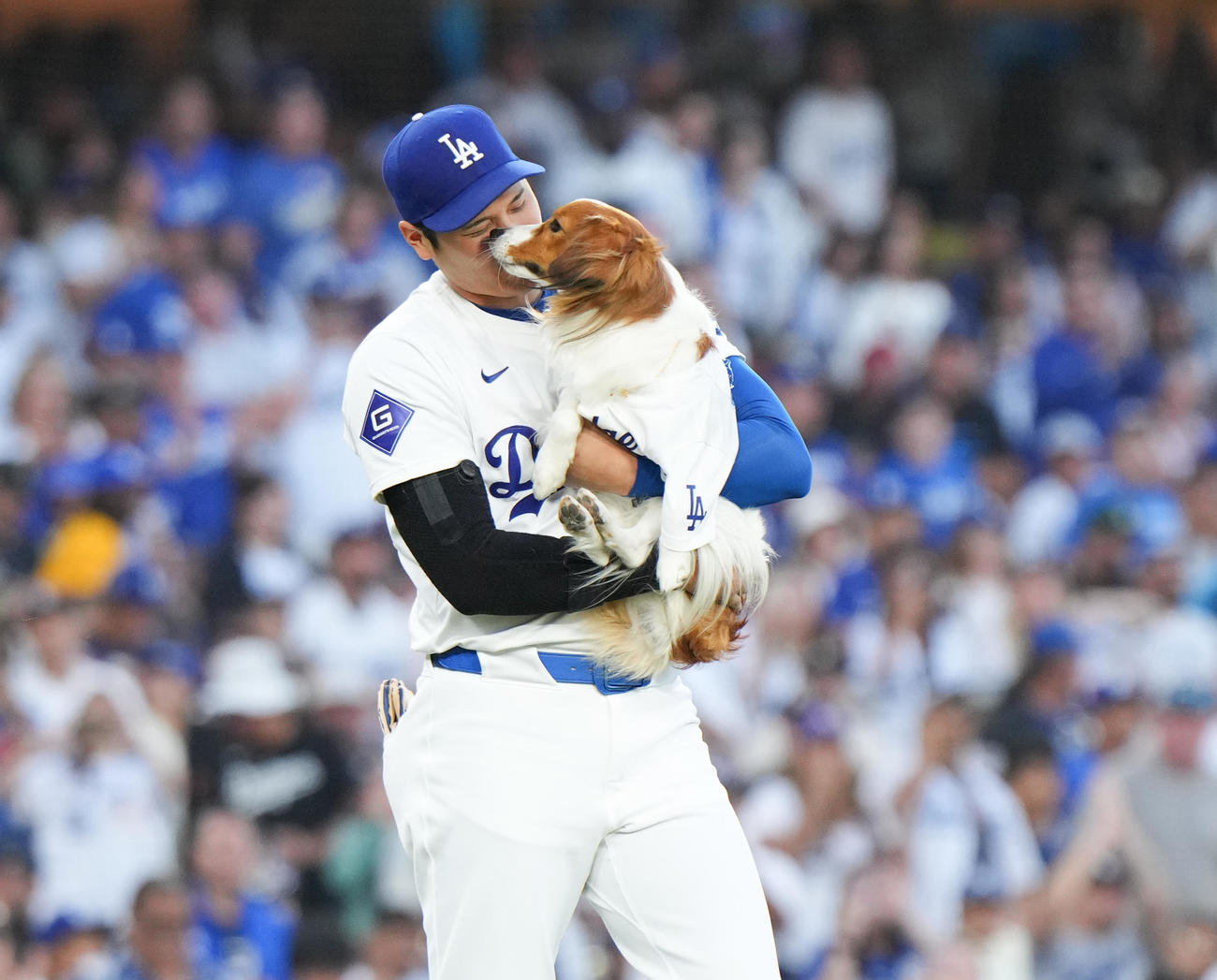 ドジャース対オリオールズ　始球式で愛犬のデコピンを抱いて登場する大谷（撮影・菅敏）
