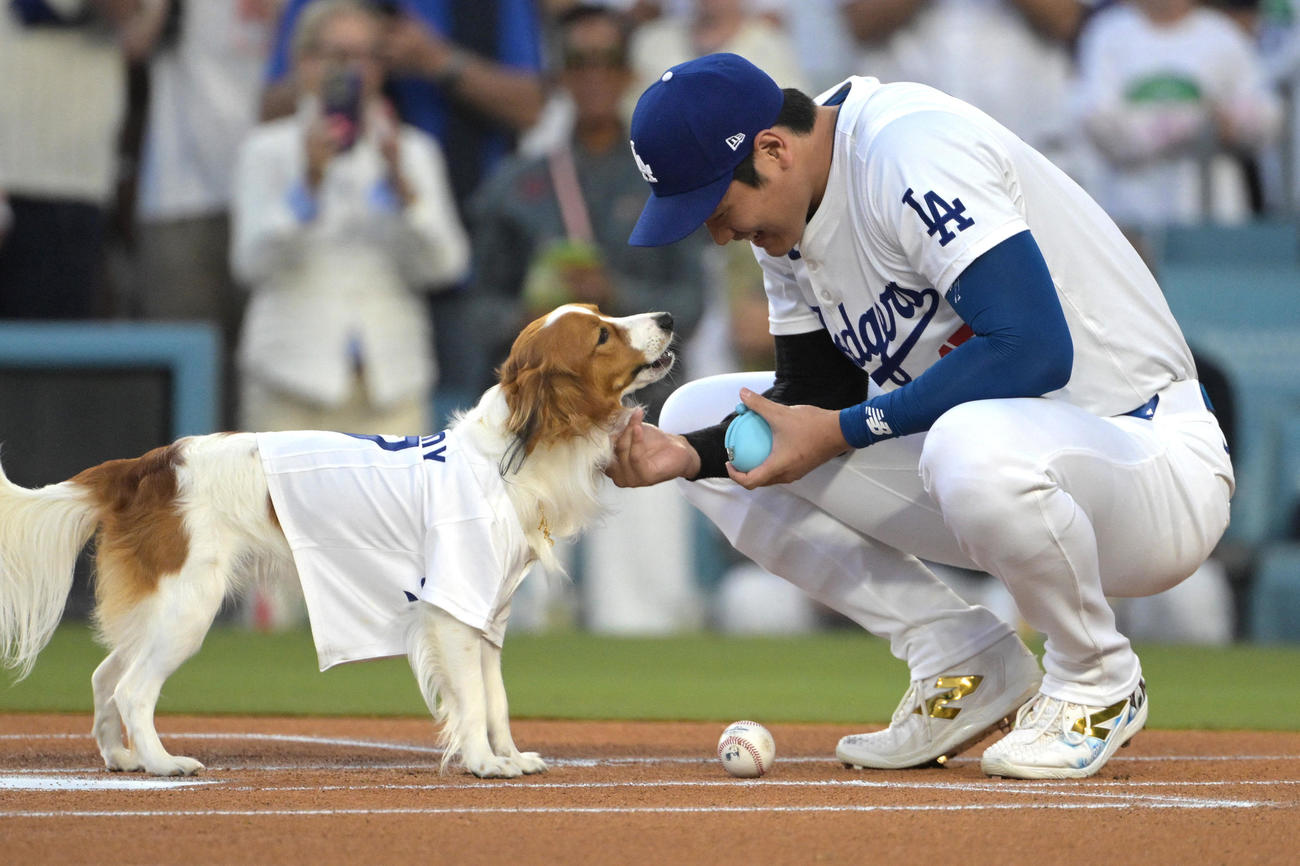 ドジャース対オリオールズ　始球式で愛犬デコピンの前にボールを置き、指示を出す大谷（USA TODAY Sports＝ロイター）