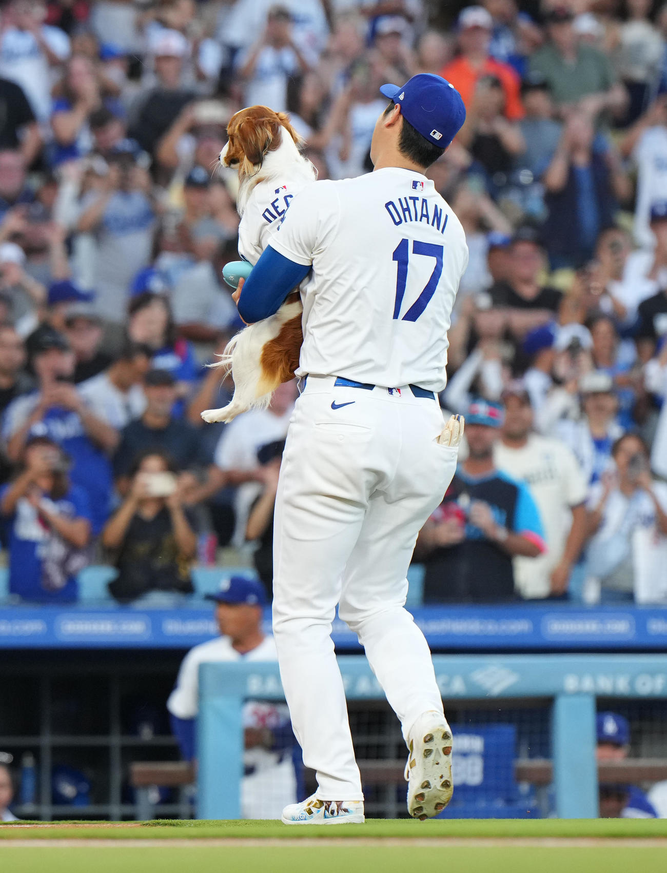 ドジャース対オリオールズ　始球式を務めた愛犬デコピンを追いかける大谷（撮影・菅敏）