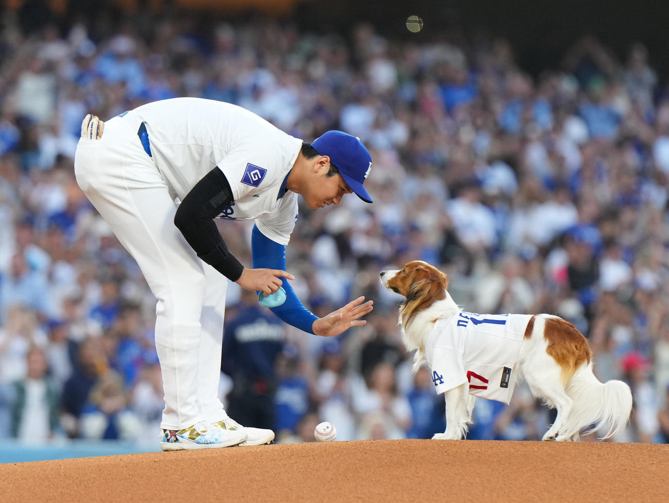 ドジャース対オリオールズ　始球式で愛犬デコピンをマウンドに連れて行き、話しかける大谷（撮影・菅敏）