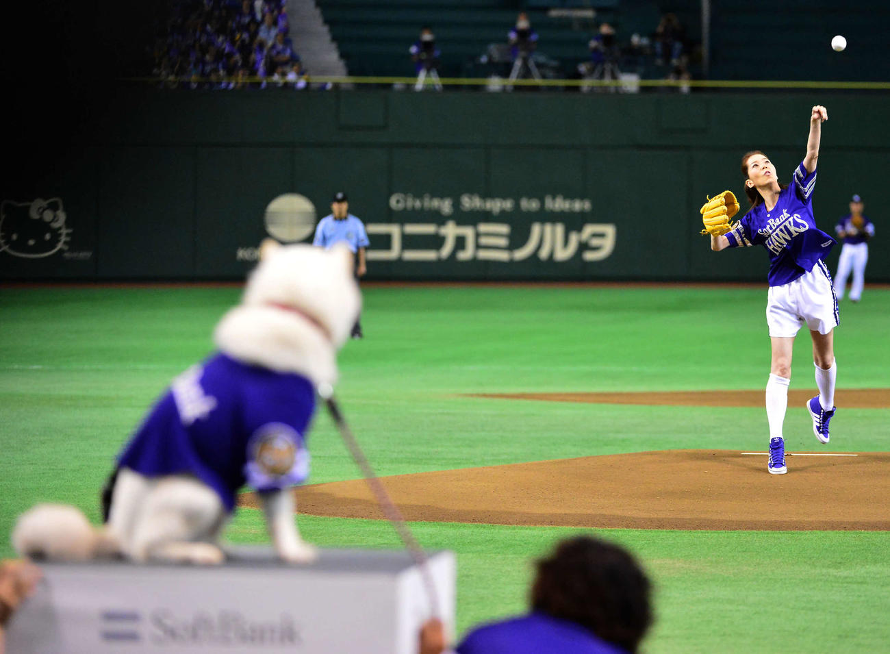ソフトバンク対日本ハムで始球式を行ったピンク・レディーのケイ。手前左はお父さん犬（2013年7月1日撮影）