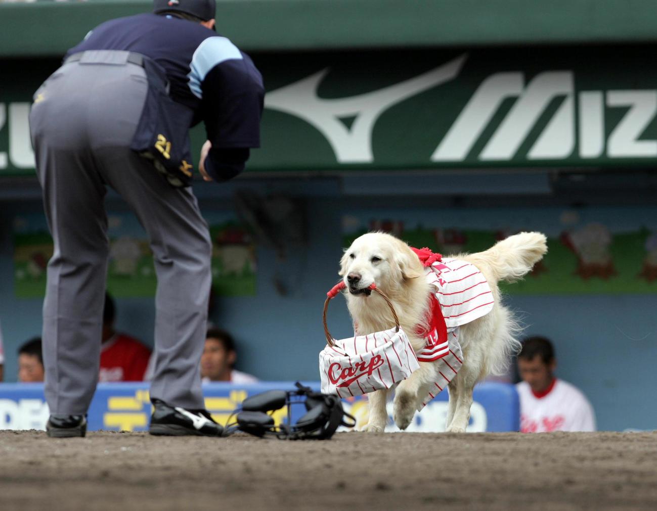 球審にボールを運ぶ広島のボール犬・ミッキーくん（07年6月23日）