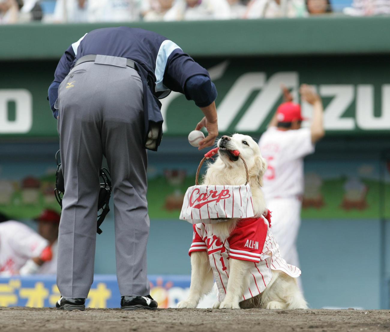 球審にボールを運ぶ広島のボール犬・ミッキーくん（07年6月23日）
