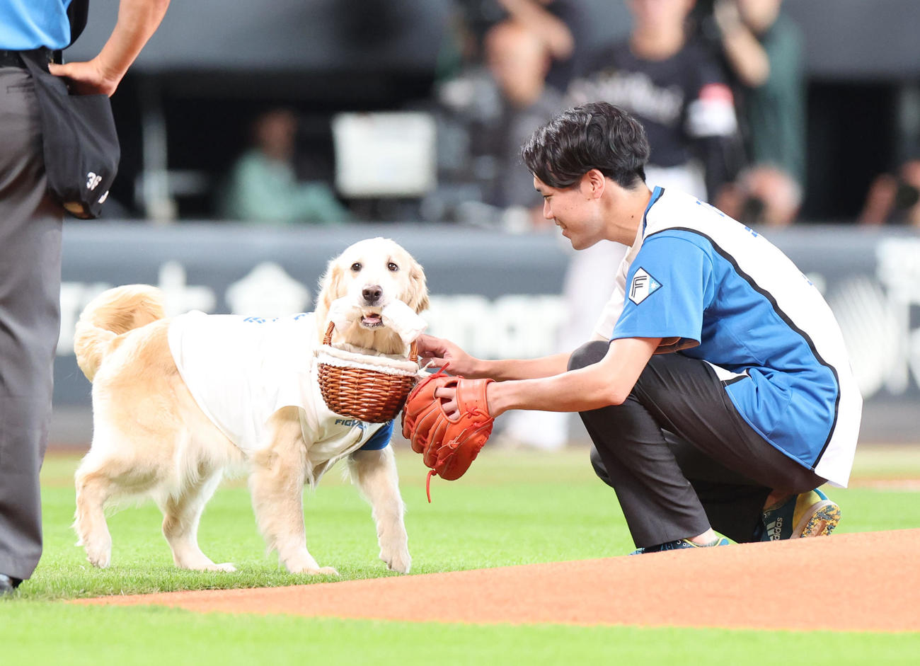 2024年6月30日、日本ハム対ソフトバンク　試合前、始球式のボールを届ける犬