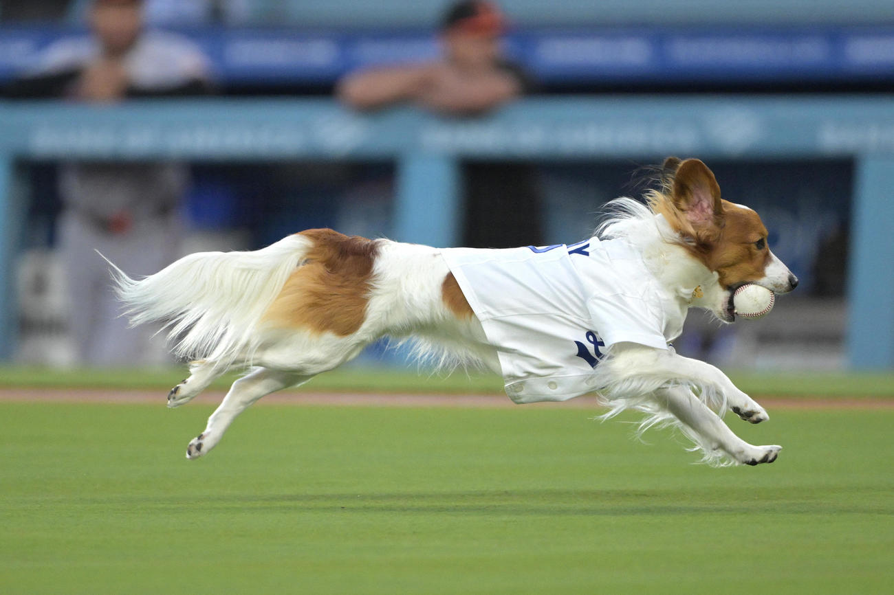 ドジャース対オリオールズ　始球式でボールをくわえて走る大谷の愛犬デコピン（USA TODAY Sports＝ロイター）