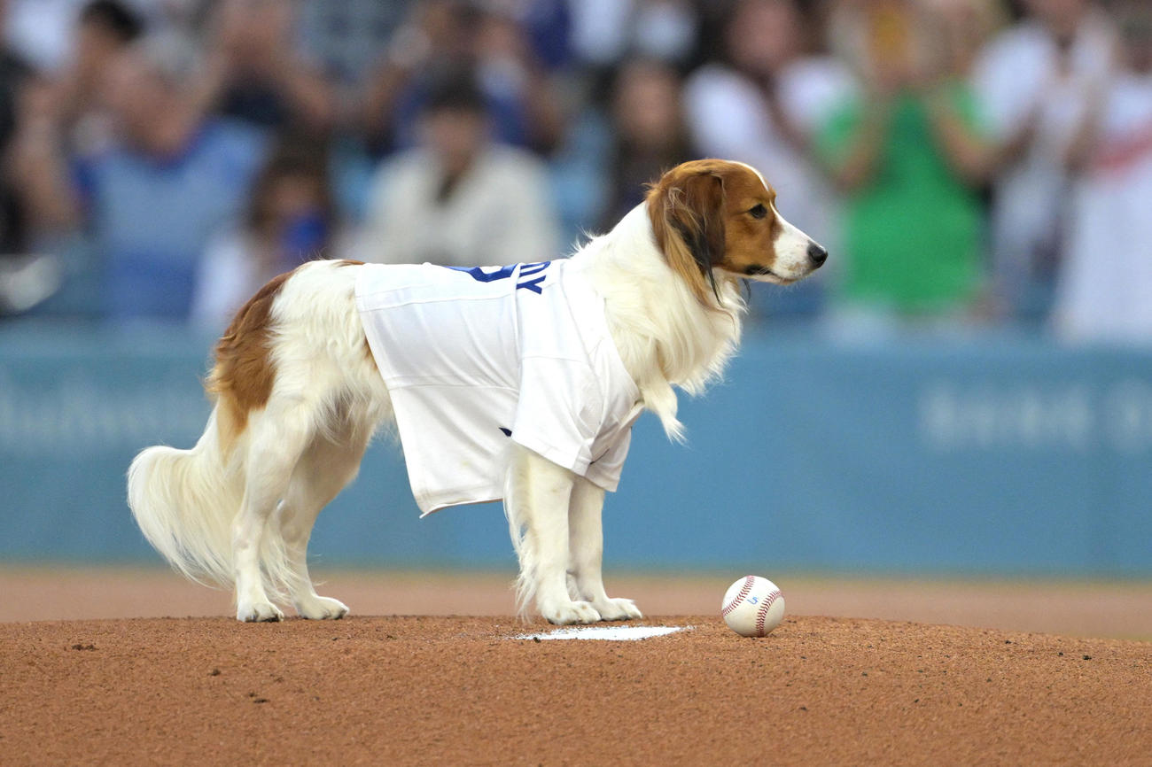ドジャース対オリオールズ　始球式で大谷の指示をマウンドで待つ愛犬デコピン（USA TODAY Sports＝ロイター）