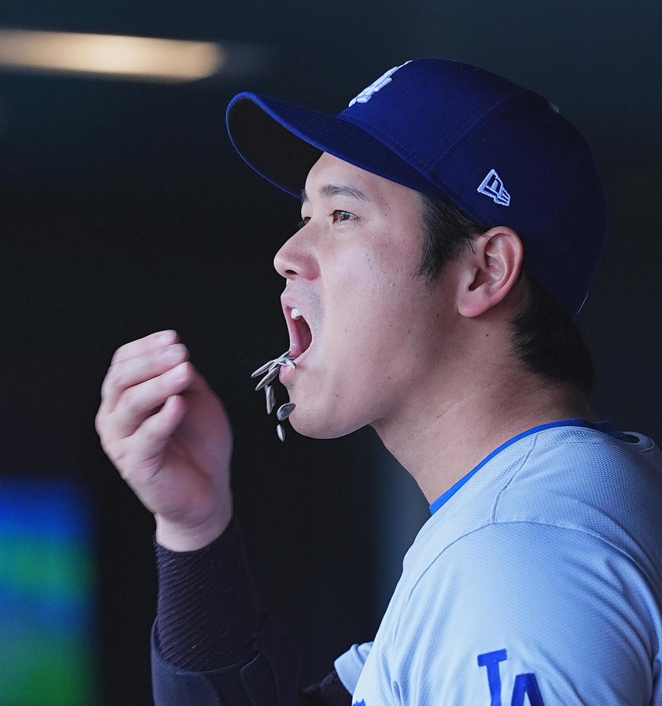 ロッキーズ対ドジャース　9回、ベンチでヒマワリの種をはおばる大谷（撮影・菅敏）