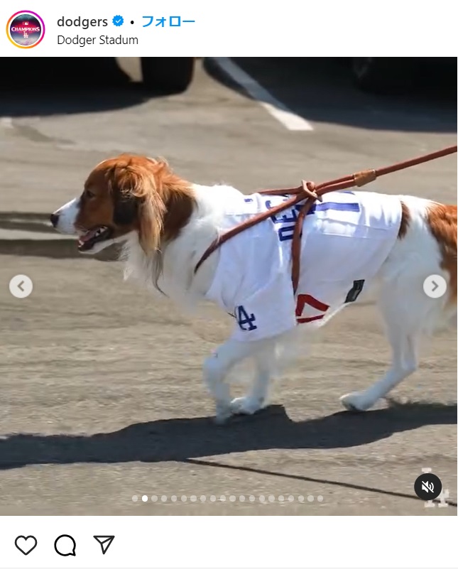ドジャースのインスタがアップしたストーリーズ。ナインが球場入りする1人ずつの動画に並び、デコピンも一頭だけでの動画がアップされた