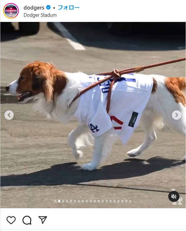 ドジャースのインスタがアップしたストーリーズ。ナインが球場入りする1人ずつの動画に並び、デコピンも一頭だけでの動画がアップされた