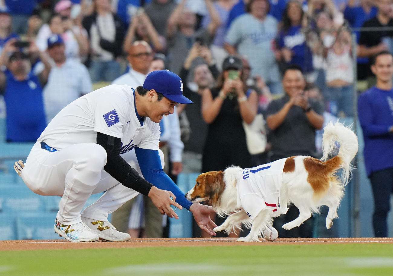 ドジャース対オリオールズ　始球式を務めた愛犬デコピンを笑顔で迎える大谷（撮影・菅敏）