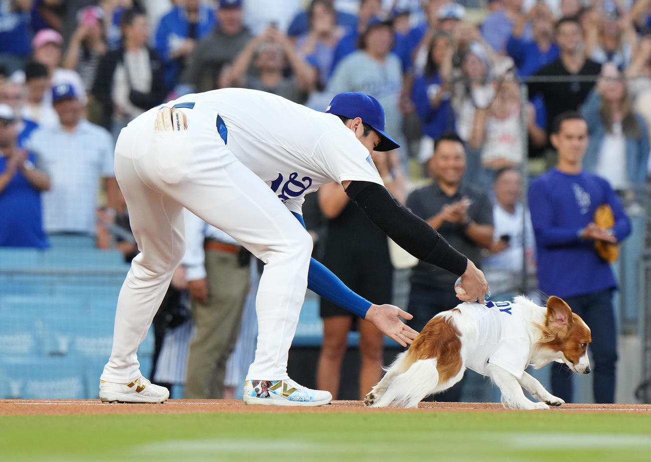 ドジャース対オリオールズ　始球式を務めた愛犬デコピンを追いかける大谷（撮影・菅敏）