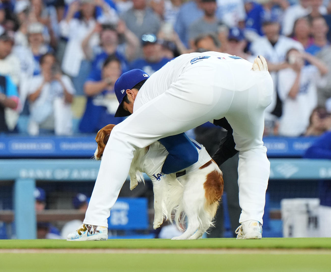ドジャース対オリオールズ　始球式を務めた愛犬デコピンを捕まえる大谷（撮影・菅敏）
