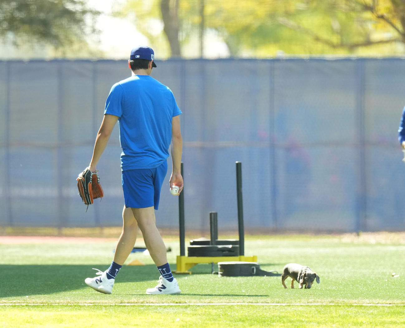 キャンプ地でキャッチボールをするドジャース大谷翔平は、再び登場したかわいいワンちゃんを前にする（撮影・菅敏）