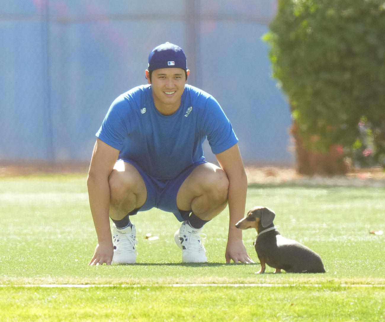 ドジャース春季キャンプ　キャンプ地のフィールドで遊ぶかわいいワンちゃんと、にらめっこするドジャース大谷（撮影・菅敏）