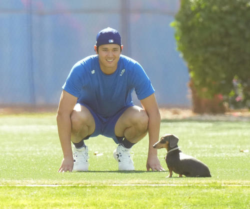 ドジャース春季キャンプ　キャンプ地のフィールドで遊ぶかわいいワンちゃんと、にらめっこするドジャース大谷（撮影・菅敏）