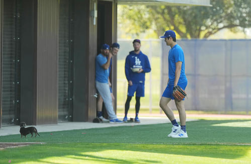 キャンプ地でキャッチボールをするドジャース大谷は、フィールドに登場したかわいいワンちゃんに歩み寄り、室内練習場に誘導する（撮影・菅敏）