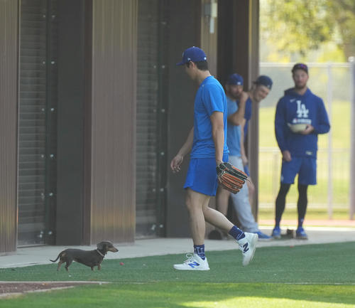 キャンプ地でキャッチボールをするドジャース大谷は、フィールドに登場したかわいいワンちゃんに歩み寄り、室内練習場に誘導する（撮影・菅敏）