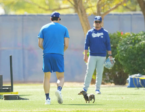 キャンプ地でキャッチボールをするドジャース大谷（手前）は、フィールドに登場したかわいいワンちゃんに歩み寄る（撮影・菅敏）