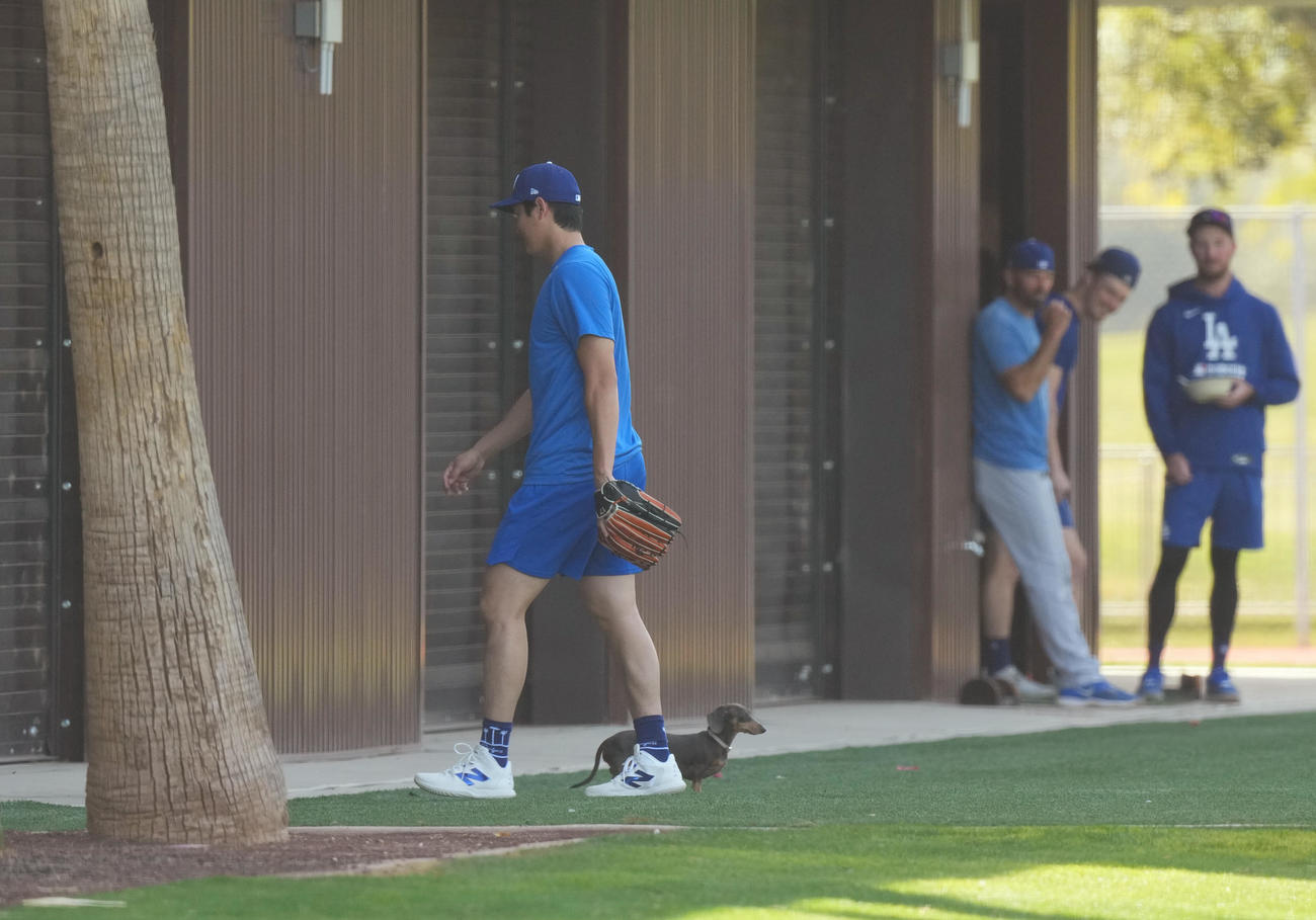 キャンプ地でキャッチボールをするドジャース大谷は、フィールドに登場したかわいいワンちゃんに歩み寄り、室内練習場に誘導する（撮影・菅敏）