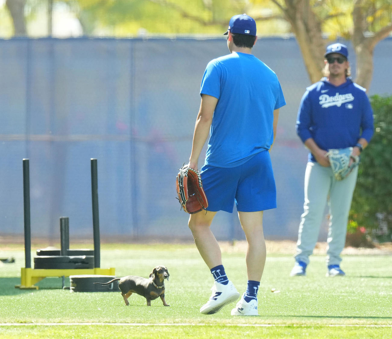 キャンプ地でキャッチボールをするドジャース大谷翔平は、再び登場したかわいいワンちゃんを前にする（撮影・菅敏）