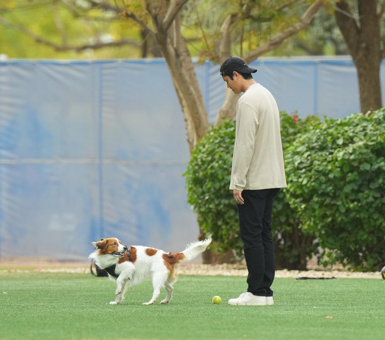 キャンプ地の施設を愛犬デコピンと遊ぶドジャース大谷（撮影・菅敏）