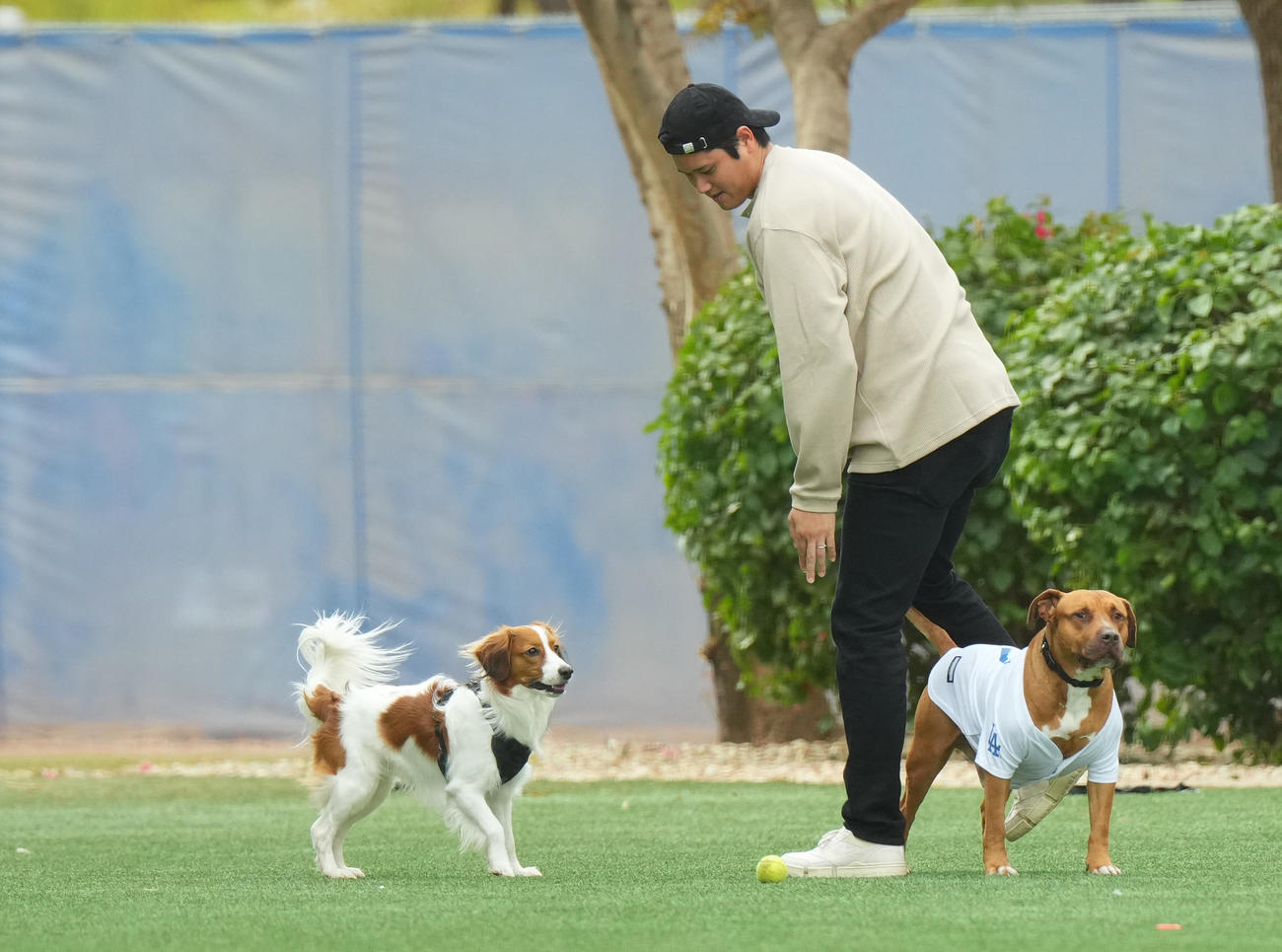 キャンプ地の施設を愛犬デコピンと遊ぶドジャース大谷（撮影・菅敏）
