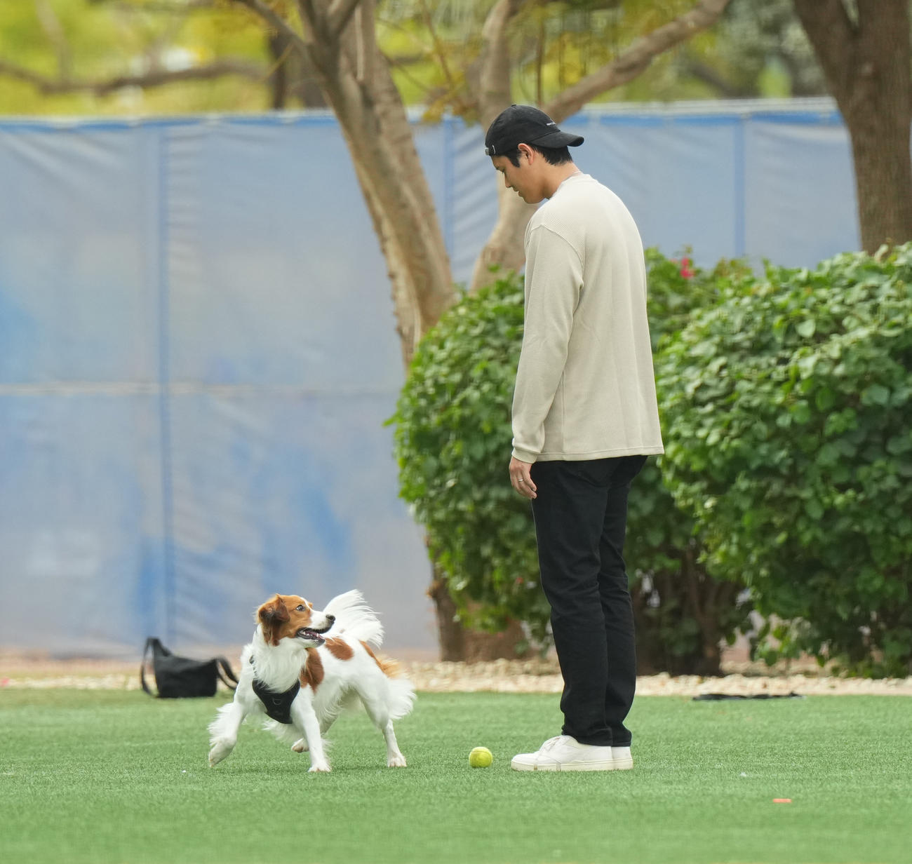キャンプ地の施設を愛犬デコピンと遊ぶドジャース大谷（撮影・菅敏）