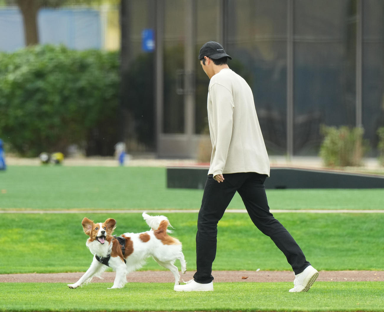 キャンプ地の施設を愛犬デコピンと遊ぶドジャース大谷（撮影・菅敏）