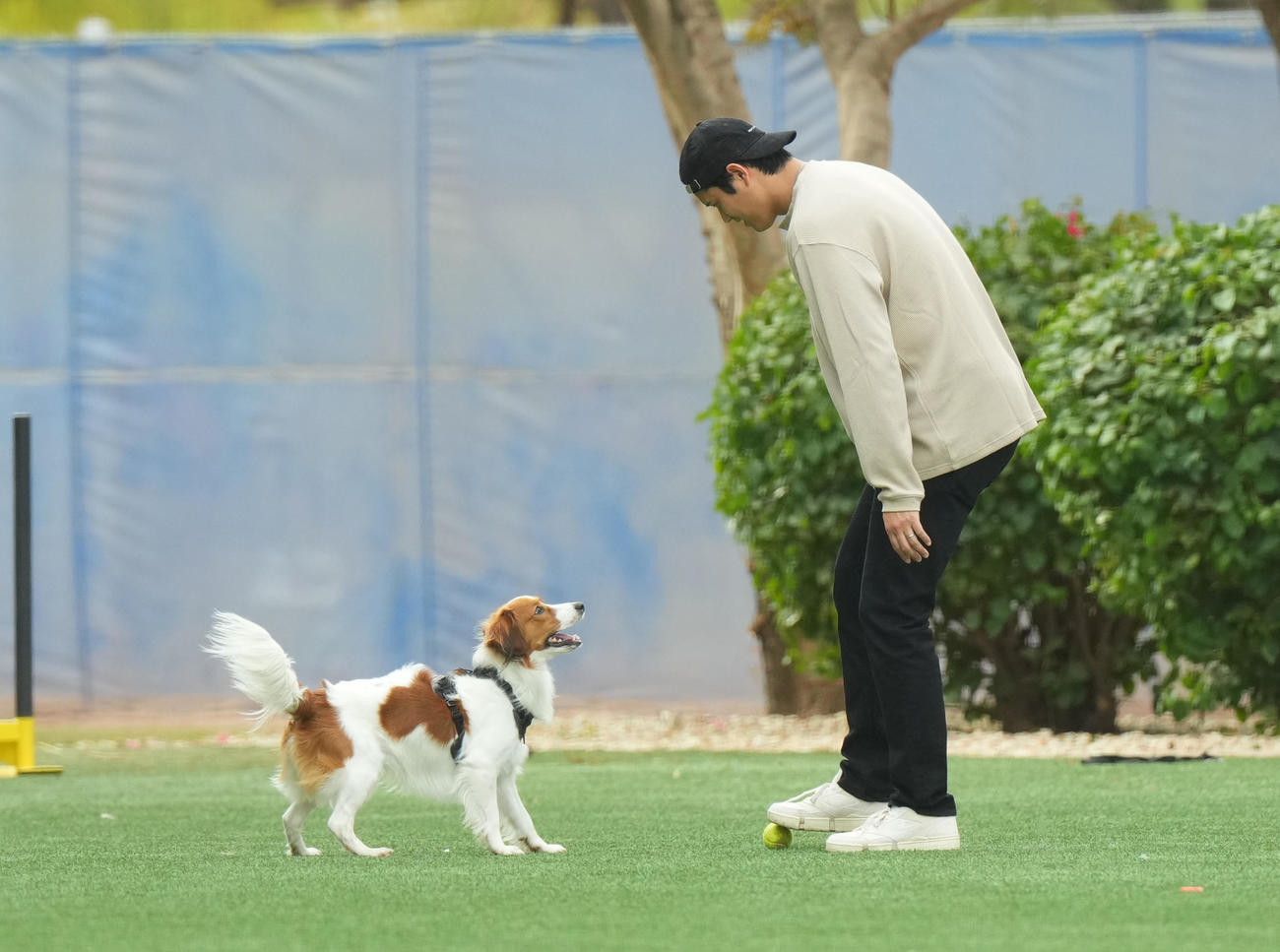 キャンプ地の施設を愛犬デコピンと遊ぶドジャース大谷（撮影・菅敏）